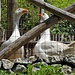 die Wächter vom Valle delle Ferriere...