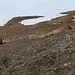 Die Murmeltiere am Göriacher Berg sind wieder aktiv.
