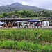 <b>Gerra Piano - Azienda Agricola Aerni.</b>