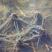 Ovature di rospo comune (Bufo bufo)