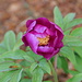 Peonia