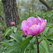 Fioritura di peonie