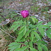Peonia selvatica