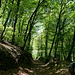 Sulla pista forestale tra i faggi