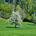 Blühender Birnbaum bei Gibisnüd, Männedorf