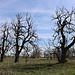 Alte Bäume (Ebereschen)