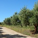Olivenbäume flankieren unsere Route auf den Berg..