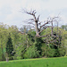 Wunderschöne Bäume im Eichenwitwald Wildenstein.