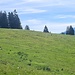 Immer noch an der Waldalm
