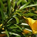 Tag 1 (27.4.):<br /><br />Blüte vom Schellenbaum (Thevetia peruviana) in Tarrafal. Heimisch ist die Pflanze in Mexiko, Zentralamerika und Peru, wird aber in den Tropen und Subtropen weltweit als Zierpflanze kultiviert und ist heute vielerorts verwildert oder eingebürgert.Alle Pflanzenteile sind sehr giftig und der Milchsaft der Pflanze führt zu Reizungen. Schon verschluckte 8 Samen vom Schellenbaum können wegen dem starken Herzgift tödlich sein.