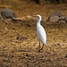 Tag 2 (28.4.):<br /><br />Kuhreiher (Bubulcus ibis) im Küstenwald von Tarrafal.