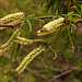 Tag 2 (28.4.):<br /><br />Der Küstenwald von Tarrafal, und die später wieder aufgeforsteten Hänge vom Trockental und Südflanke ist bis zirka 350m hinauf mit teilweise grossen Expemplare des Anabaums (Faidherbia albida) bewachsen. 