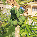 Tag 2 (28.4.):<br /><br />Papaya (Carica papaya) in Tarrafal. Auf den Kap Verde ist die herrlich Frucht allgegenwärtig, sei es als Fruchtsaft oder direkt als frisches Obst.