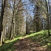 durch Bärlauch-Wald-Felder ...