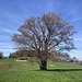 Rückblick über die Hochfläche - mit schönem Einzelbaum