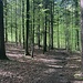 erst gemächlich und lauschig durch den Wald von La Côtatte ...