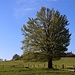 Maigrüner Baum vor dem Komáří hůrka (Mückenberg)