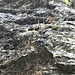 die Felsen weinen