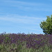 Lavendel mit Baum