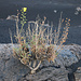 Tag 7 (3.5.):<br /><br />Die endemische Pflanze Verbascum cystolithicum kommt nur auf der Insel oberhalb 1300m vor. In der Châ das Caldeiras ist die Blumenpflanze der Braunwurzgewächse an etlichen Stellen zu finden.