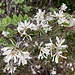 filigrane Blüten der Felsenbirne (später ergeben sich essbare, feine, heidelbeerähnliche Beeren)