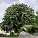 mächtige Kastanie am Dorfausgang