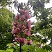 eindrückliche Kastanienblüte