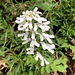 feine Blüten 2