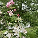 schöne Farbkombination der Apfelblüten