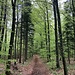 ... durch den Wald ...
