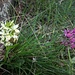 Dactylorhiza sambucina<br />Il colore dei fiori varia dal giallo al magenta o rosso-violaceo. In alcune zone è facile trovare insieme individui con i due colori indicati.