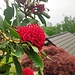 Fiori di telopea
