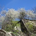 blühendes Weiss und frisches Grün - auf Granit