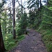 Wanderweg voll mit Duft der Nadelbäume
