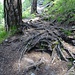 Wurzeltreppe auf dem Wanderweg