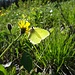Zitronenfalter an Blümchen