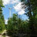 Durch den Brüchlinger Wald geht es zurück nach Langenburg