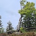 Wetterbaum