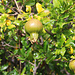 Tag 9 (5.5.):<br /><br />Neben Weintrauben, Quitten und Feigen werden auch Granatäpfel (Punica granatum) auf dem fruchtbaren Lavakies der Chã das Caldeiras angebaut.