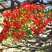 Tag 10 (6.5.) - São Filipe: Blüten vom Flammenbaum (Delonix regia).