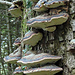 Viele Baumpilze.