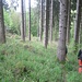 Wer an diesem Baum rechts herumläuft, der....verschwindet...<br />Wohin wohl?