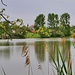 Teich bei Pommersfelden