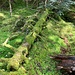 Kunst der Natur