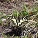 Ein schöner Schmetterling, Schwalbenschwanz (Papilio machaon) auf dem Gipfel der Motta Palousa.