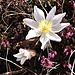Frühlings-Anemone (Pulsatilla vernalis) mit acht Kronblätter (normalerweise haben sie sechs).
