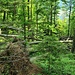 Im Naturwaldreservat Siihlwald werden umgestürzte Bäume der natürlichen Dynamik überlassen