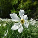 Die Weisse Berg-Narzisse (Narcissus radiiflorus)