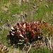 Die Krugpflanzen (Sarracenia purpurea) mit verdörrten Blütenstengeln