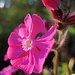 Die kräftig rosarote Farbe dieser wunderschönen Pflanzen habe ich selten so gut getroffen